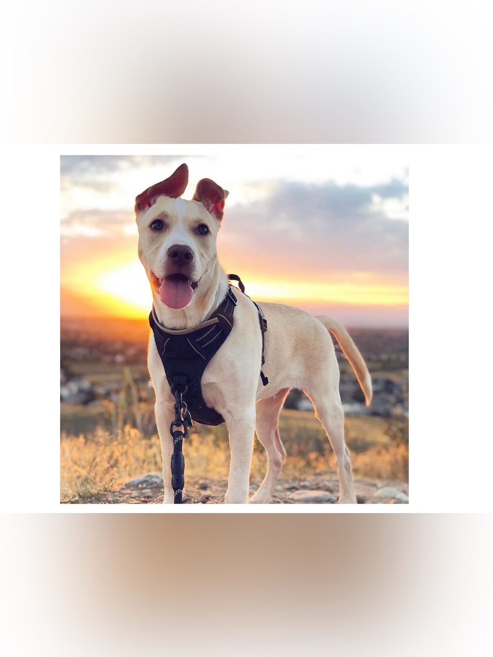 Dog Harness with 2 Leash Clips No-Pull Reflective Vest Size - Open Box - Large - Picture 7 of 9